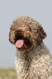LAGOTTO 133